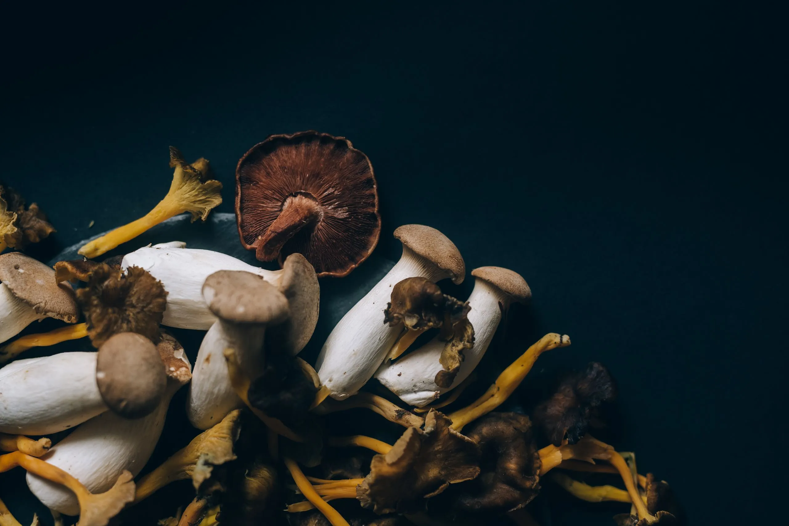 Medicinal Mushrooms